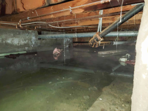 Best Mold removal after water damage  in Prosperity, WV