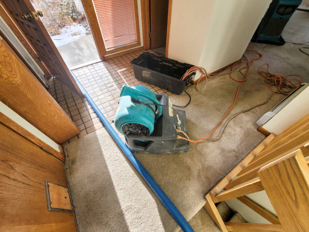Best Professional water damage repair  in Prosperity, WV