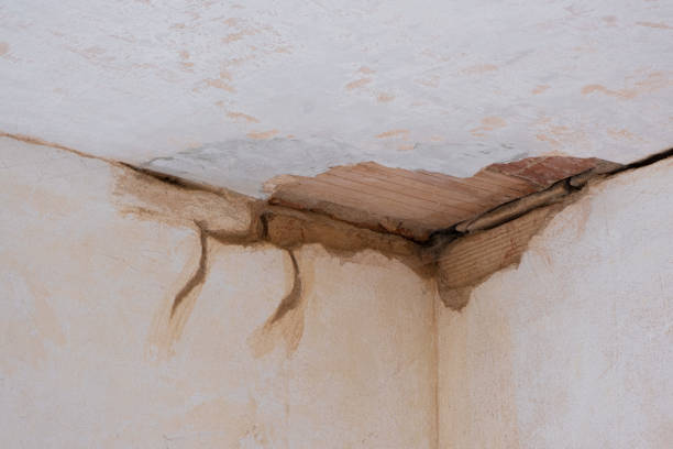 Best Mold removal after water damage  in Prosperity, WV