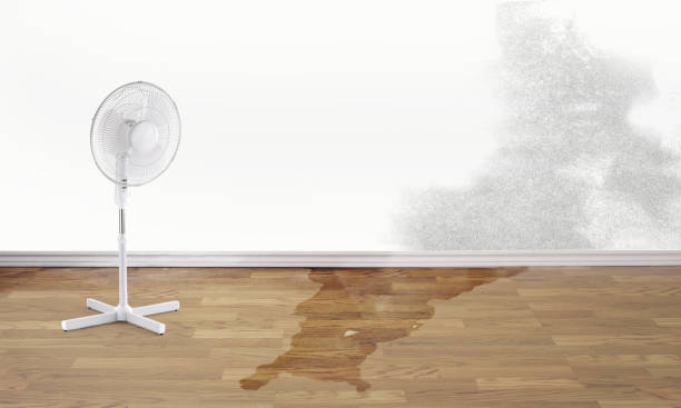 Best Water damage cleanup near me  in Prosperity, WV